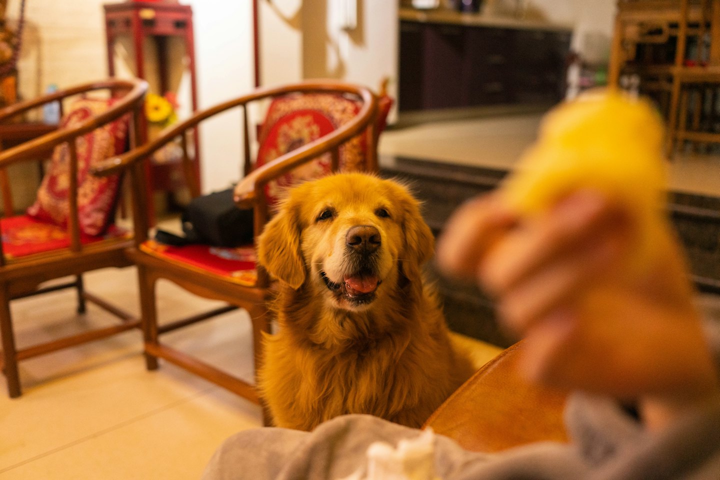 A golden retriever sits indoors while looking ahead.