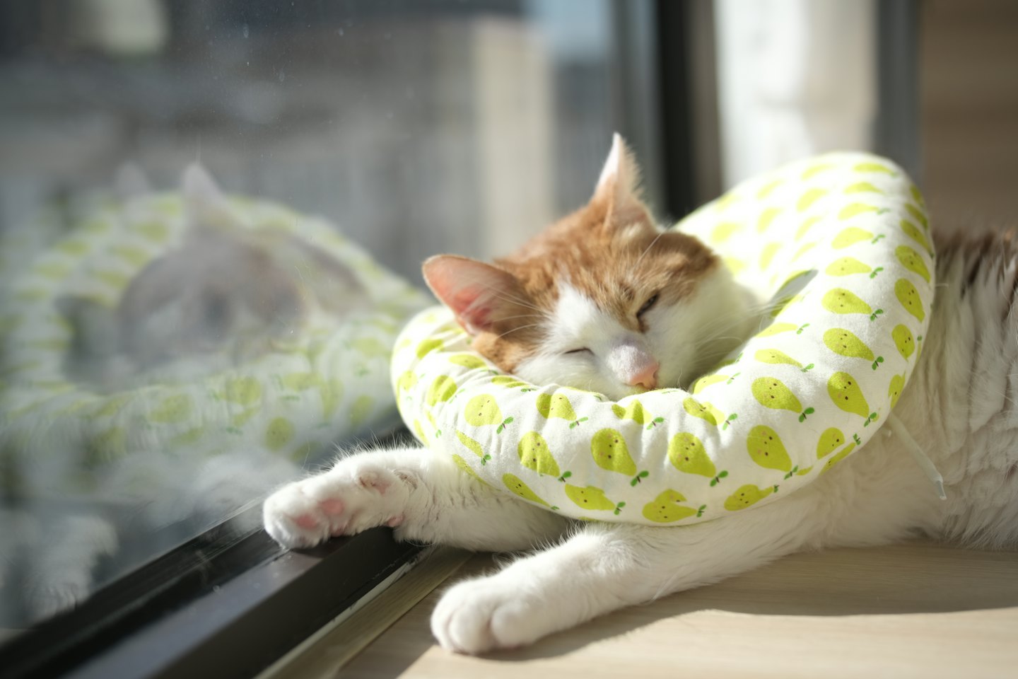 Orange and white cat wearing a recovery collar sleeping by window.