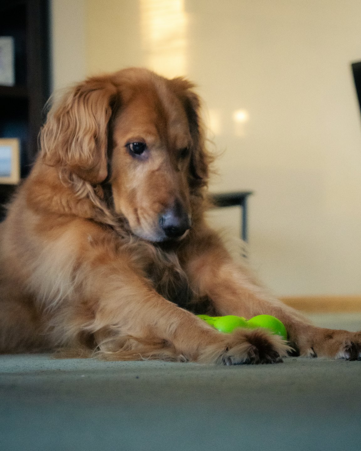 Golden retriever with a bright green toy on a carpet.