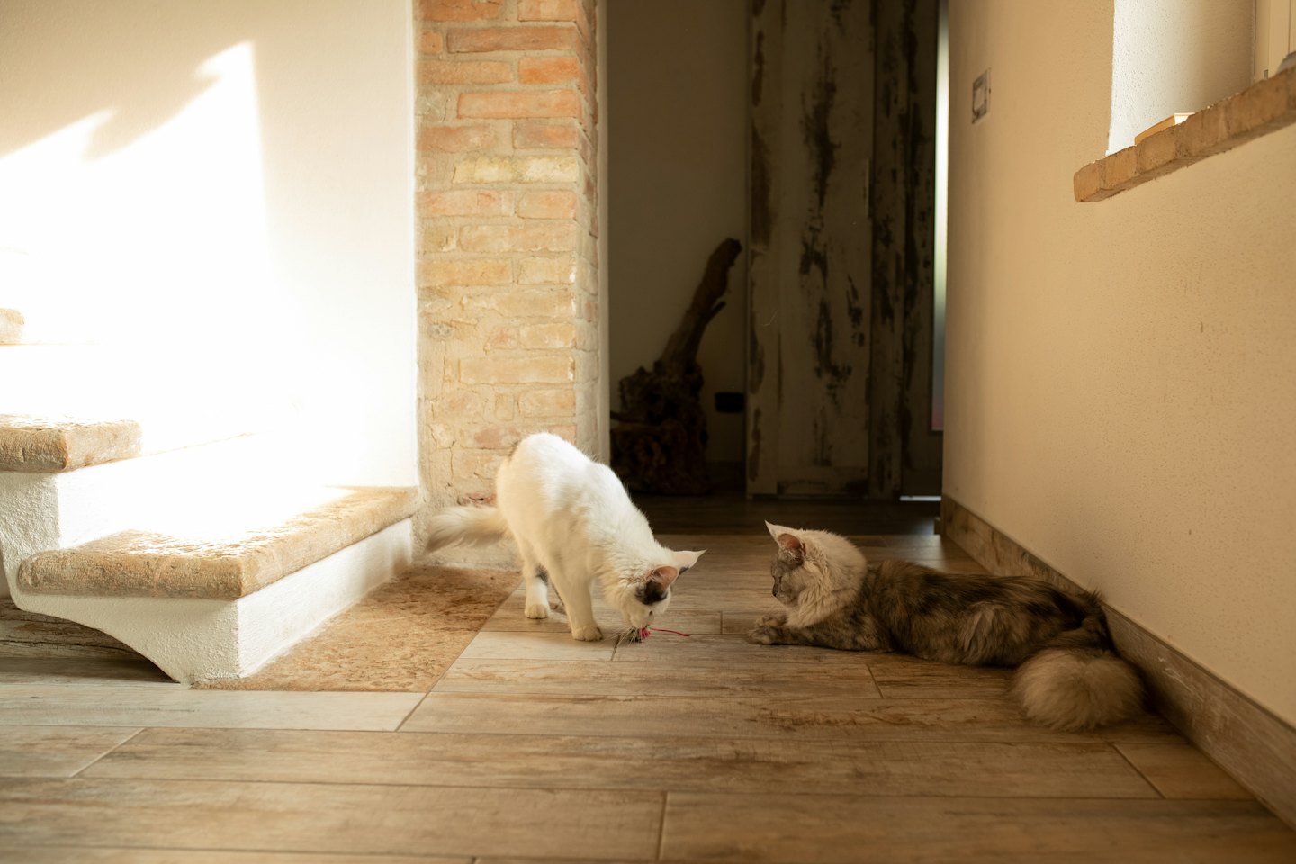 Two cats playing and resting on a wooden floor.