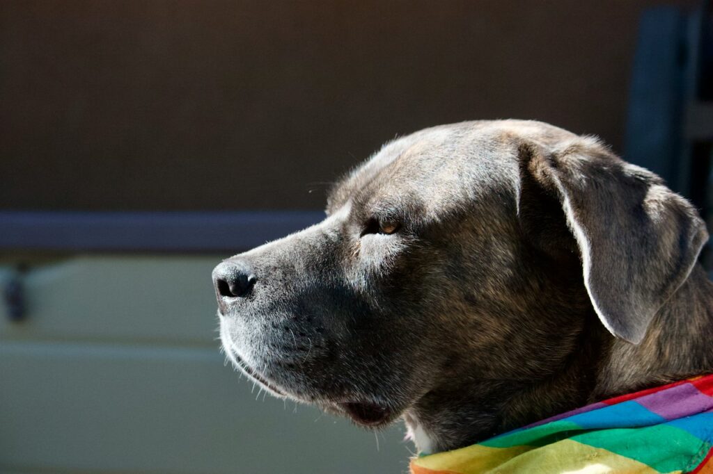 Coleira Ajustável Antifuga com Estampa Moderna para Cães