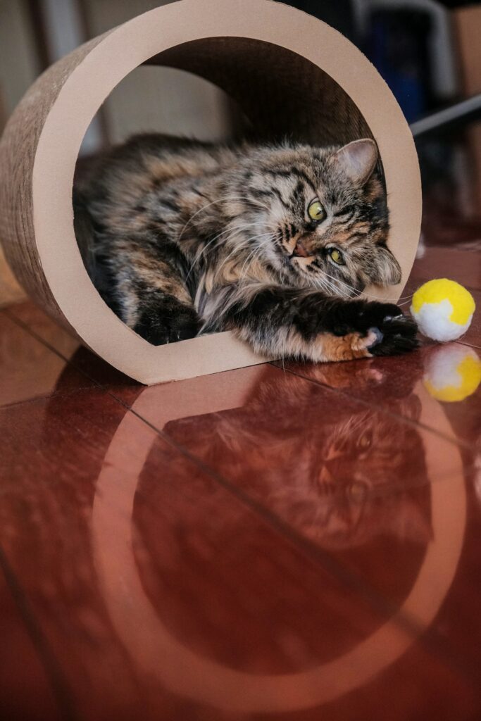 Túnel Dobrável Interativo de 3 Vias para Gatos